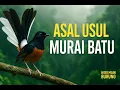 Download Lagu Asal Usul Murai Batu • Burung Legendaris dari Hutan Sumatera