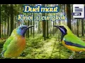 Download Lagu kompilasi masteran suara burung cucak cungkok dan kinoi tembakan besetan rapat #kicaumaniaindonesia