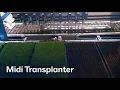 Lagu TTA-ISO MIDI Transplanting Caluna 18,000 plants per hour from 576 cells tray