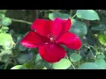 Our Kent Garden on the 22nd June 2026 alfred carriere