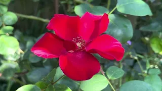 Our Kent Garden on the 22nd June 2026 alfred carriere