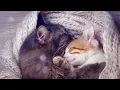 528 Hz Deep Healing Music for Stressed and Anxious Cats (with cat purring sounds)