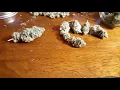 Laughing Buddha from Attitude Seed Bank my grow