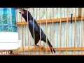 Download Lagu Treino forte para seu Azulão já quente!