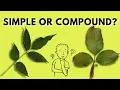 Learn How To Recognize Compound Leaves Simple vs Compound Leaves