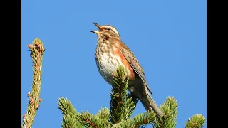 Redwing Song Thrush And Blackbird  Redwing Song Thrush And Blackbird