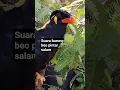 Download Lagu Suara Burung beo salam #shortsvideo
