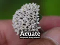 How Does Acuate Look How to Say Acuate in English What is Acuate
