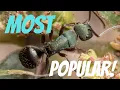 THE BEST BEGINNER ANT