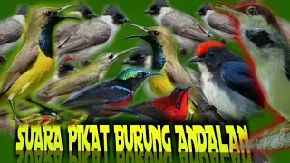 Download SUARA PIKAT SEMUA JENIS BURUNG🕊 KECIL #RAGAM_VIDEO_ARIS MP3