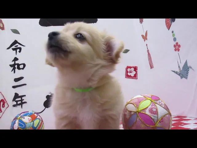 動画