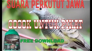 download suara burung perkutut jawa cocok untuk pikat dan mengimbangi lawan