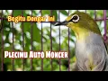 Download Lagu Pancingan Khusus Pleci Bahan Ombyokan || Masteran Pleci Bustomi Ngalas