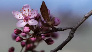 الشيخ سعد الغامدي     اللهم لك الحمد  دعاء دندنها
