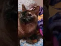 Download Lagu Non-stop Opinions from Kitty #cat #animallovers #gato #catlovers #katze #siamese #tortoiseshellcat