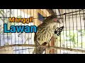 Download Lagu Burung Bayeman Manggil Lawan Pancingan Ampuh