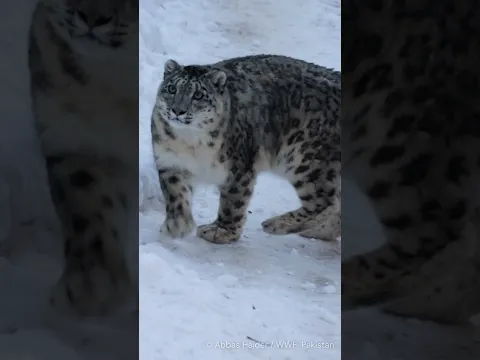 The ghost of the mountains | WWF-Pakistan | Snow Leopard