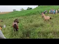 Download Lagu horse test fight , bigay tudo na away ng dalawang matatapang na kabayo