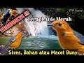 Download Lagu TERAPI ANIS MERAH Stres,Bahan atau Macet Bunyi - Suara air terjun #terapianismerah
