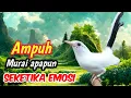 Download Lagu Masteran murai batu; Tembakan pedas dialam liar, Kicau merdu gacor isian juara