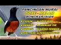 Download Lagu Pancingan Murai Batu Malam Hari Full Isian Tembakan Kasar Murai Macet Pasti Nyaut jadi Gacor