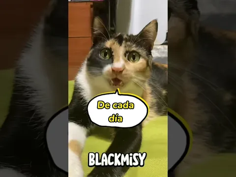 Princess prefiere bizcocho 😸 #cat #gatos #humor #michis