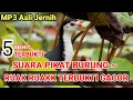 Download Lagu SUARA RUAK RUAK | Suara Wak Wak |Kruak2 MP3 Bird Trap