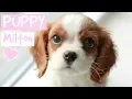 FIRST DAY WITH NEW PUPPY Cavalier King Charles Spaniel