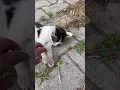 Download Lagu Cute kitten wants to play, meow #shorts  #cat #cute #kitten  #purring #alleycat #kittens  #alleycat