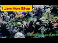 Download Lagu Relaksasi suara air mengalir + Aquarium air laut