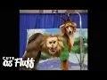 Doggy Style - World s Craziest Dog Grooming CUTE AS FLUFF