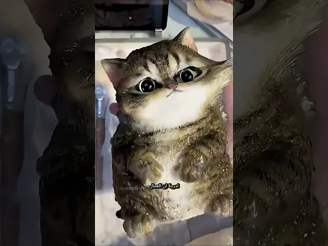 اغرب لعبة قطط شديدة الالتصاق! 😱