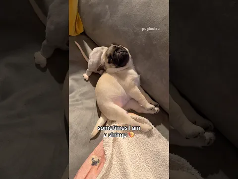 The many shapes of a PUG PUPPY 🥐🍤🥖 #pug #dog #puppy