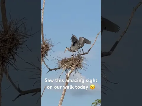I filmed a daddy egret flying and then this happened!