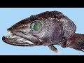 Facts The Patagonian Toothfish Chilean Sea Bass