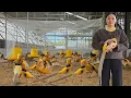 Download Lagu Young Woman Starts a Rare Bird Farm – Turning Passion into Fortune | HTX Tan Dat Farm. #farmer MP3