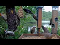 Download Lagu Three Woodpeckers Visit Suet Feeder At Once On Cornell Lab FeederWatch Cam – June 27, 2025