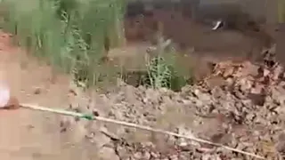 صيد قرموط ضخم دندنها