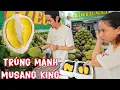 Lagu Cận Cảnh Khui Hơn 5Kg Cơm Sầu Riêng Musang King Vàng Ngọt Béo Cho Khách Vip.