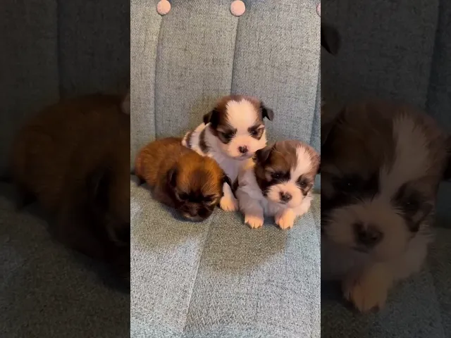 動画