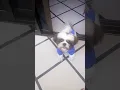Download Lagu #dog bark #dog aw-aw #fancy dog #super cute dog #lovely dog smart #new blue dress #asmr #shorts
