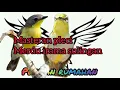 Lagu Masteran pleci merdu -  kicau sulingan atau remetuk laut gacor ll cocok untuk masteran pleci