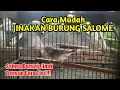 Download Lagu CARA MENJINAKAN BURUNG SALOME BAHAN