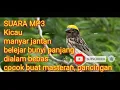 masteran burung manyar jantan belajar bunyi download mp3 gratis pancingan terapi ampuh pikat
