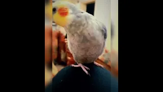 طائر الكوكتيل الكروان يقلد نغمة الماسنجر Cockatiel Bird Sing The Tone Of The Messenger 