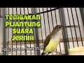 Lagu Masteran Handal‼️Pijantung Pisang Gacor Suara Jernih Tembakan Rapat | Kicau Tembak