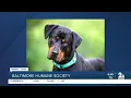 Tanner the dog is up for adoption at the Baltimore Humane Society