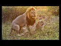 Wikipedia Lions River