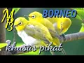 SUARA PIKAT BURUNG PLECI LIAR II BORNEO