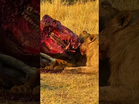 Why The Long Face?